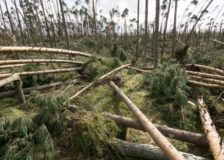 Italian forests ravaged by storms; almost 15 million m3 damages
