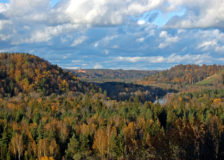 Bad prospects in the German and Austrian forests due to calamities and coronavirus