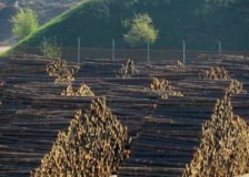 Current wood imports and inventories in China