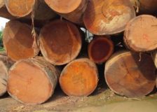 Investigation of padauk export from Congo to EU impacts prices