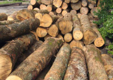 Sawlog prices falling in most major markets around the world