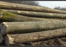 British Columbia plans to limit log exports