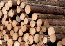 Poland: Roundwood prices are rising at a dizzying pace due to huge exports to China