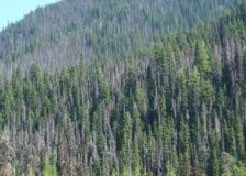 Sweden: Record volumes of damaged wood caused by the bark beetles