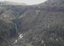 Forests in Italy start to recover six months after Vaia storm
