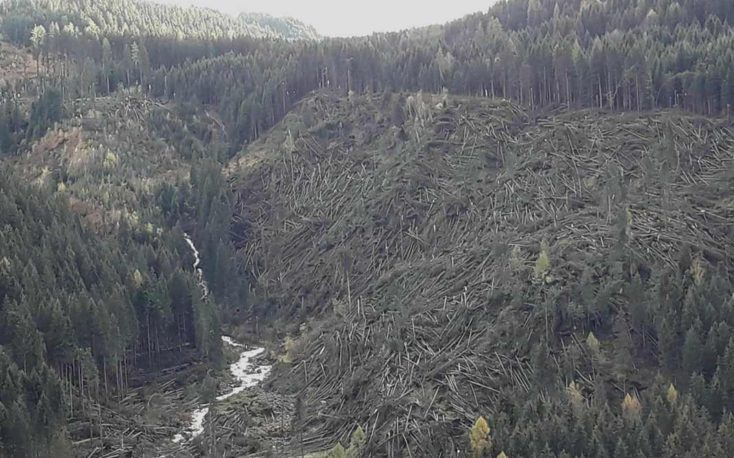 Forests in Italy start to recover six months after Vaia storm