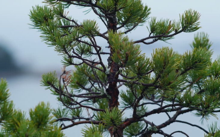 Finnish pine finds weak Chinese market