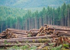 Crisis in BC forestry industry deepening