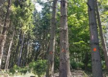 Czechia expects 30 million m3 of beetle wood from its forests in 2019