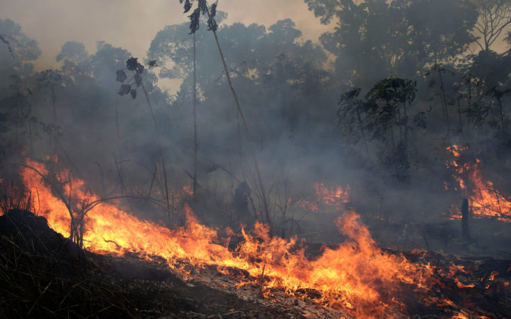 Australian timber industry tries to save 2020 bushfire damaged logs