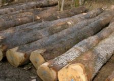 Romania considers banning wood exports outside the EU