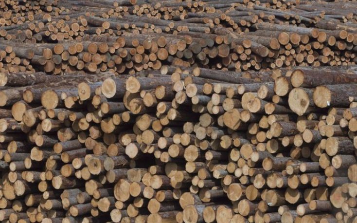 Current trends in the global forest industry