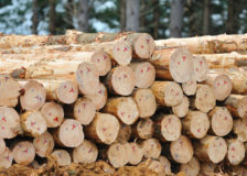 New Zealand log export prices to China continue to rise in May