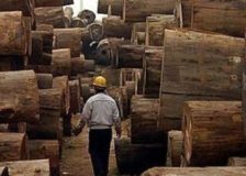 African tropical timber exports driven down by pandemic