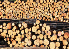 Analysis of current timber market prices fluctuations in China