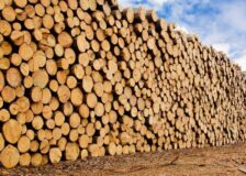 China: Prices for imported logs rising fast in March