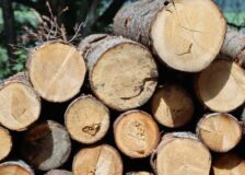 HS Timber, Egger and Kronospan accused of organizing a wood cartel in Romania