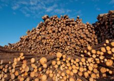 India: Weak log and sawn timber import market
