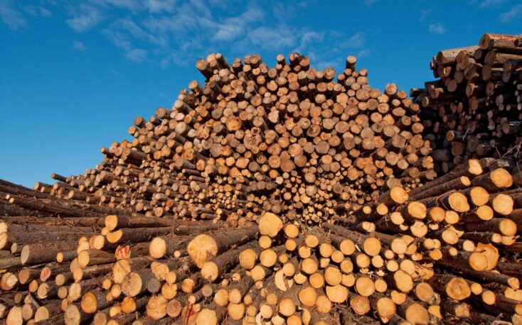 India: Weak log and sawn timber import market