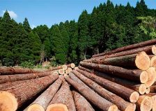 New Zealand’s timber exports could face disruption as Russia seeks to expand to China
