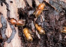 An update of the current bark-beetle situation in Europe