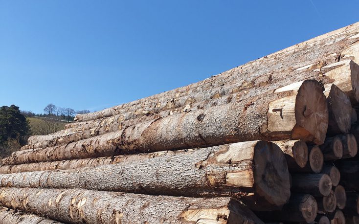 France: Depression on the Douglas fir market; prices in freefall