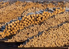 Global sawlog prices on a downward trend