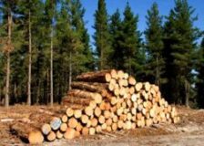 Romania: Low levels of wood offered for state auctions; prices are still at a high level
