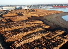 China: Sharp decline in log imports in 2022