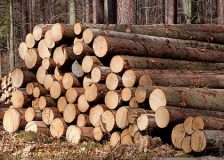 Estonian roundwood prices fell sharply in Q4/2022