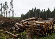 Finland: Rising roundwood prices in 2022