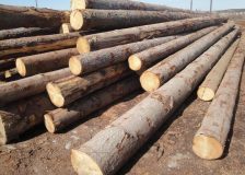 Austria: Prices for spruce sawlogs on the rise