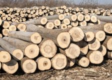 France: Falling poplar prices in 2023?