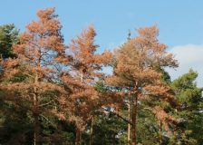 German forests suffering, their conversion is urgent