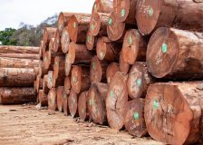 West African timber trade transitioning to a new norm