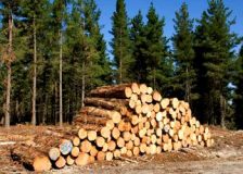 Ireland: Timber survey shows ‘improved prices’ in Q1 2023