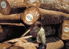 Largest increase in share of EU tropical wood market for at least 15 years