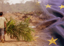 EUDR: Overview and key considerations for companies