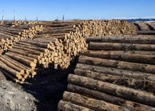 New Zealand: Log export prices hit lowest level in nearly a year
