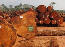 African timber export prices remain stable in most markets