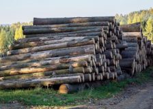 Czech Republic: The price of wood continues to fall