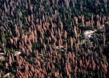 Shortage of sawn timber products expected this autumn in Europe