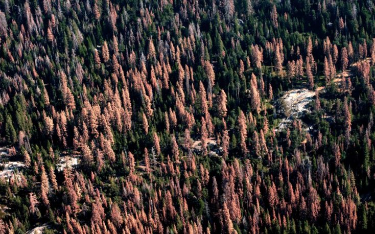 Shortage of sawn timber products expected this autumn in Europe