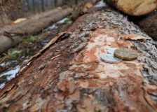 Wood prices in Estonia are slipping sharply