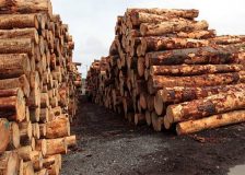 New Zealand’s timber market highly impacted by China’s lack of demand