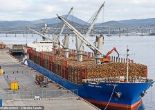 China: Another decline in softwood log imports and prices