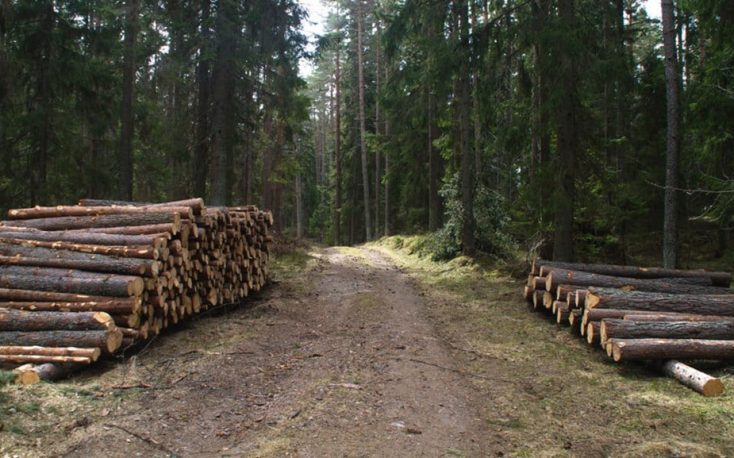 Logging restrictions and falling demand cause falling log prices in Latvia