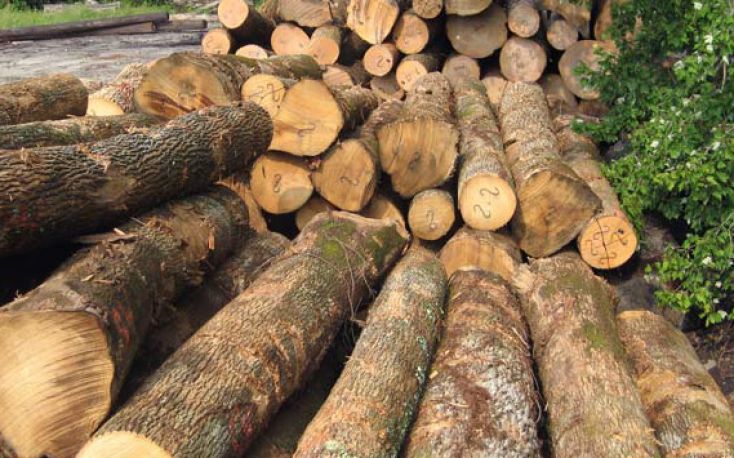 Sawlog prices falling in most major markets around the world