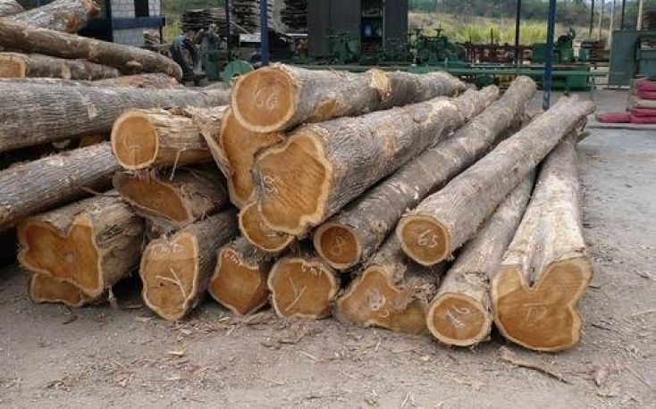 Strong wood demand in Central/West Africa will bring better prices for logs and sawnwood
