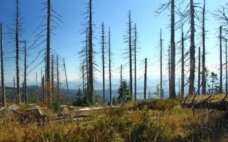 Germany deployed army in forests to fight against the bark beetle